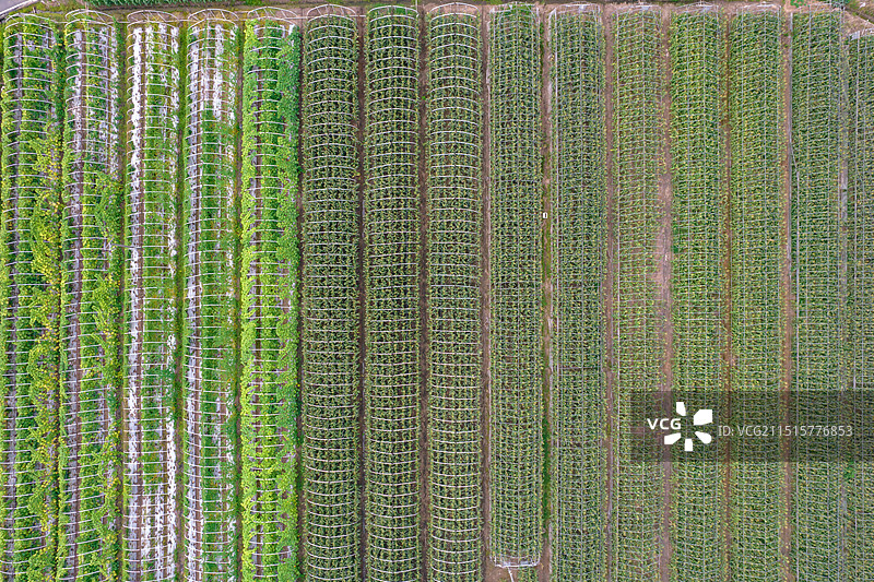 航拍衡阳三星蔬菜示范园，乡村大棚蔬菜种植图片素材