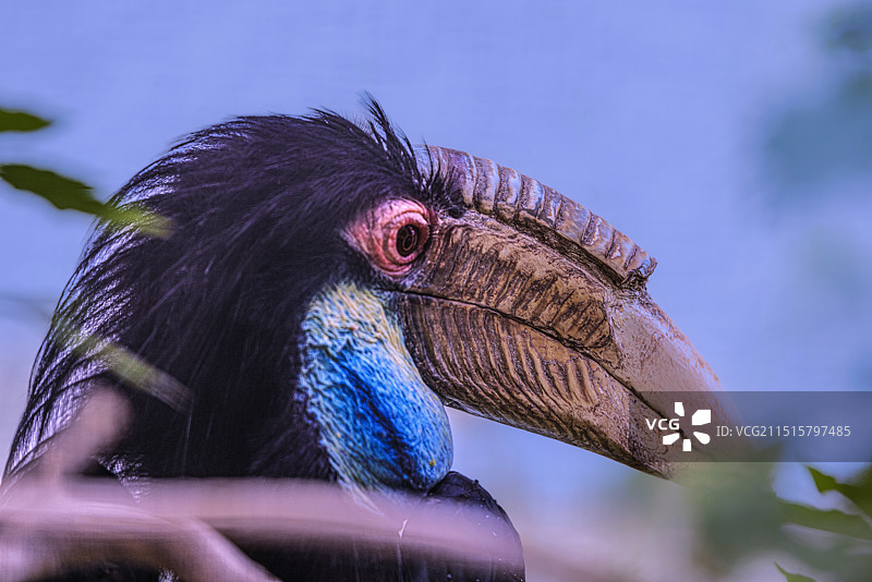 双角犀鸟图片素材