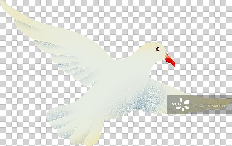 鸽子自由飞翔的白鸟白鸽不同形态图片素材