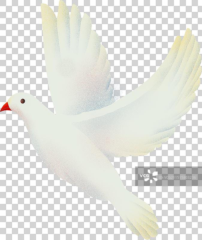 鸽子自由飞翔的白鸟白鸽不同形态11图片素材