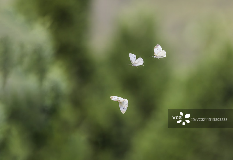 菜粉蝶图片素材