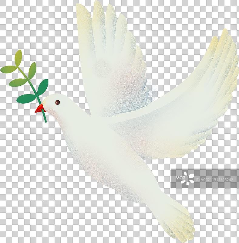 和平鸽鸽子自由飞翔的白鸟白鸽不同形态1图片素材