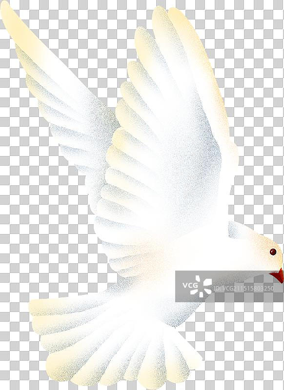鸽子自由飞翔的白鸟白鸽不同形态33图片素材