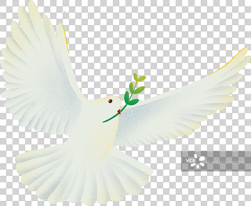 和平鸽鸽子自由飞翔的白鸟白鸽不同形态5图片素材