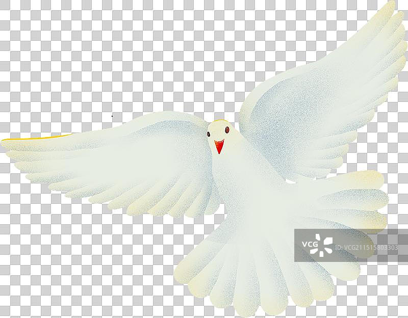 鸽子自由飞翔的白鸟白鸽不同形态4图片素材