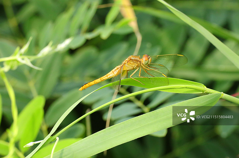 蜻蜓图片素材