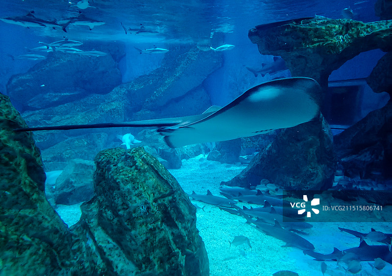成都海昌极地海洋世界景区图片素材