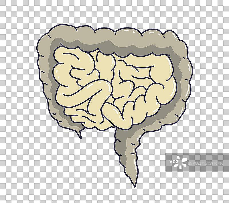 肠道消化系统示意图图片素材