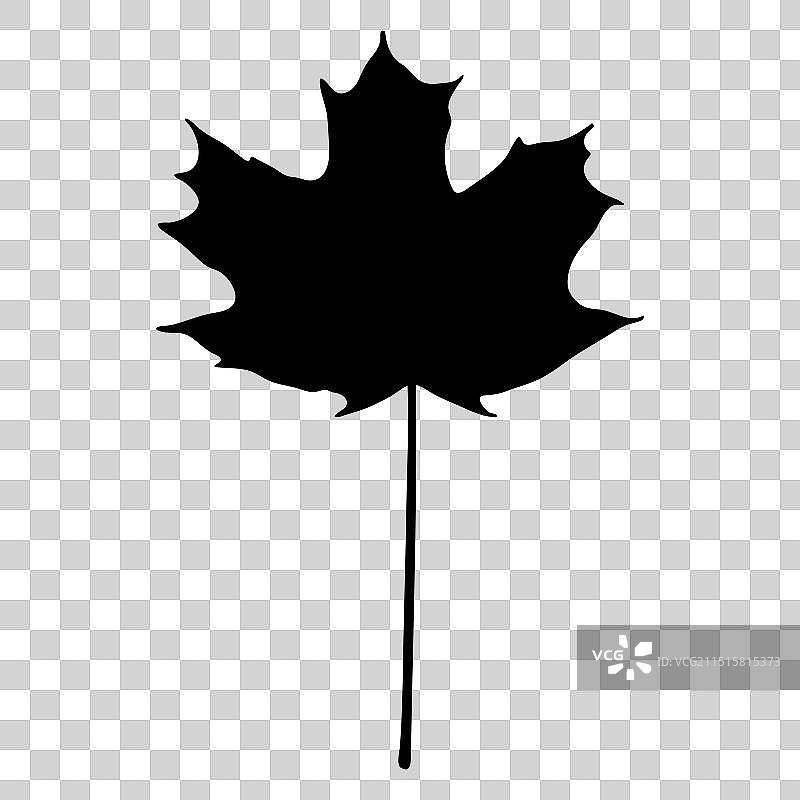 糖枫树叶剪影图片素材