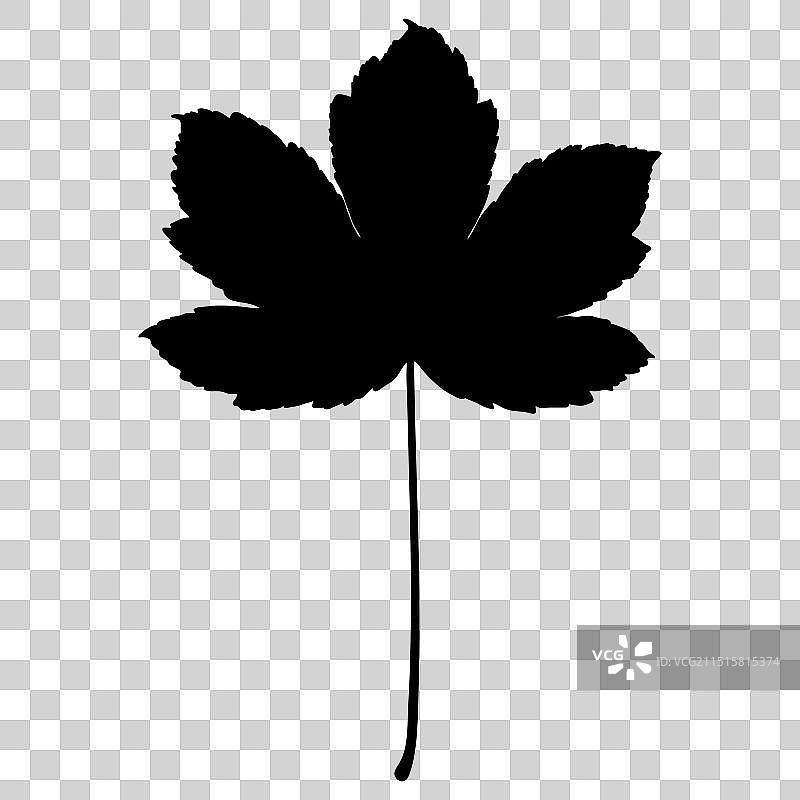 美国梧桐枫树叶剪影图片素材