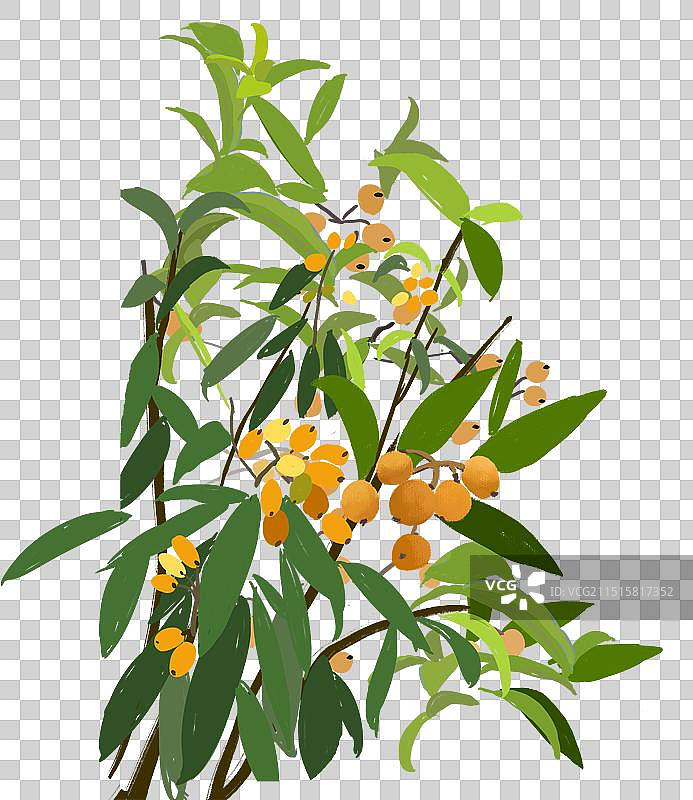 枇杷树图片素材