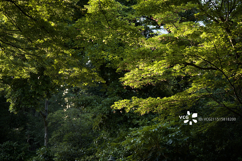庭院的绿色植物叶子图片素材