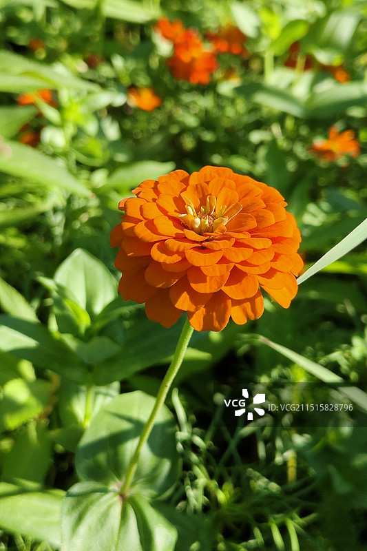 百日菊图片素材