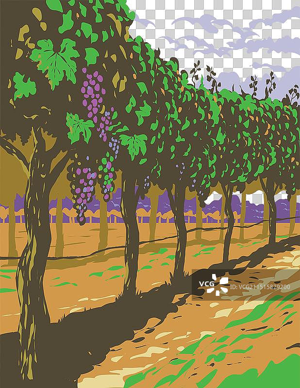 索诺玛山谷葡萄酒葡萄园中的葡萄藤图片素材