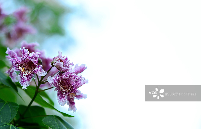 紫红色开花植物特写镜头图片素材