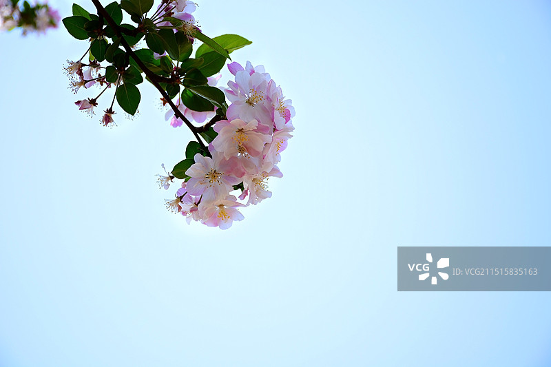 春日海棠花图片素材