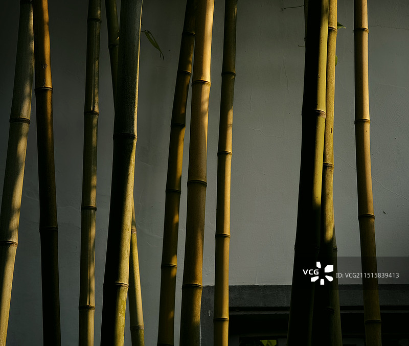 杭州植物园玉泉竹子光影图片素材