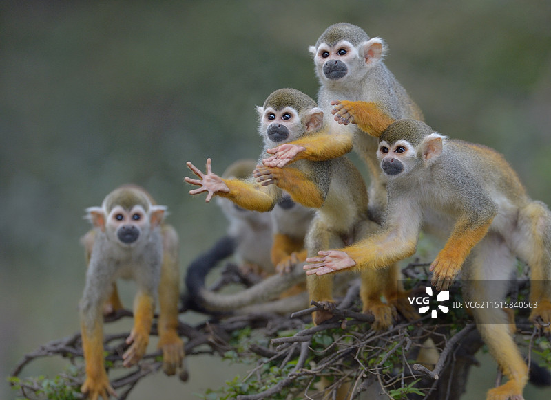 乞讨（松鼠猴）图片素材