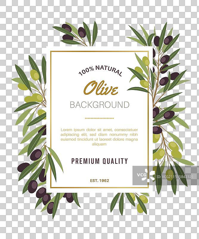 橄榄枝框架与黑色和绿色浆果图片素材