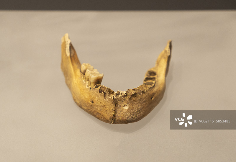 贵州省博物馆 人下颚骨  新石器时代图片素材