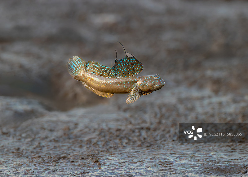 弹涂鱼图片素材