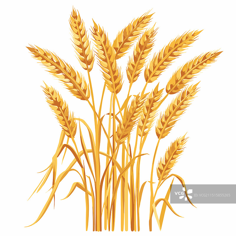 成捆的金黄麦穗图片素材