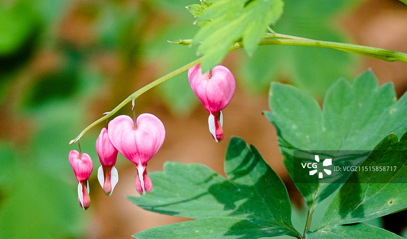 洛阳 铃铛花图片素材