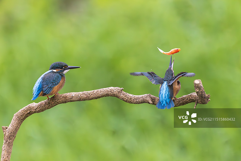 小翠鸟表演抛鱼(有观众哈)图片素材