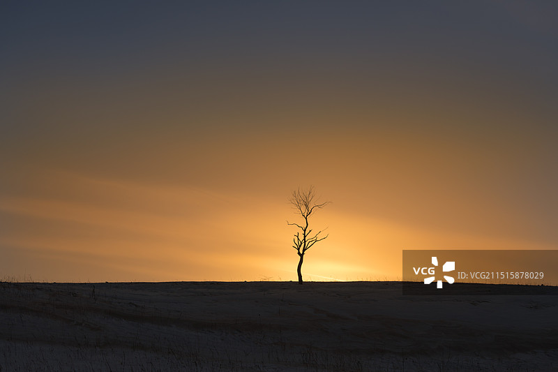 一棵孤独的树图片素材