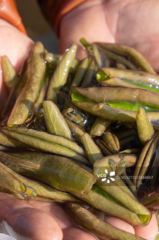 莼菜特写图片素材