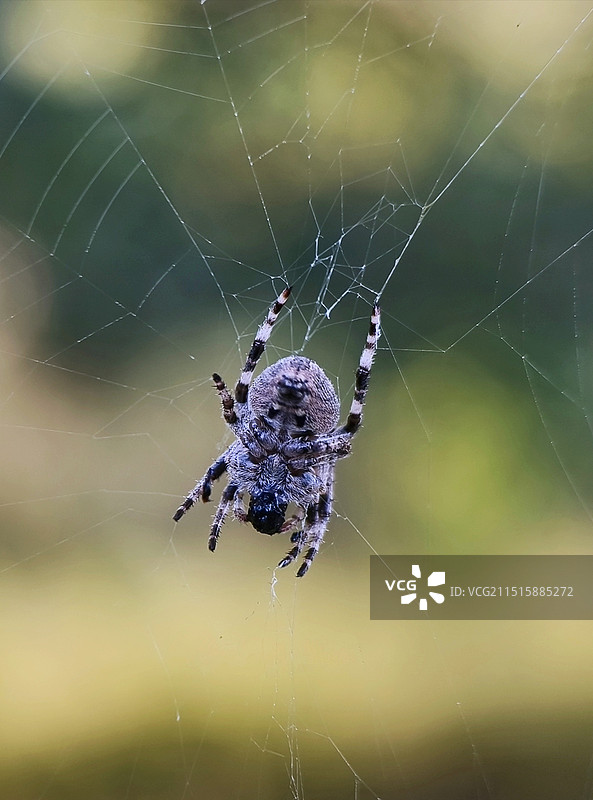 蜘蛛图片素材
