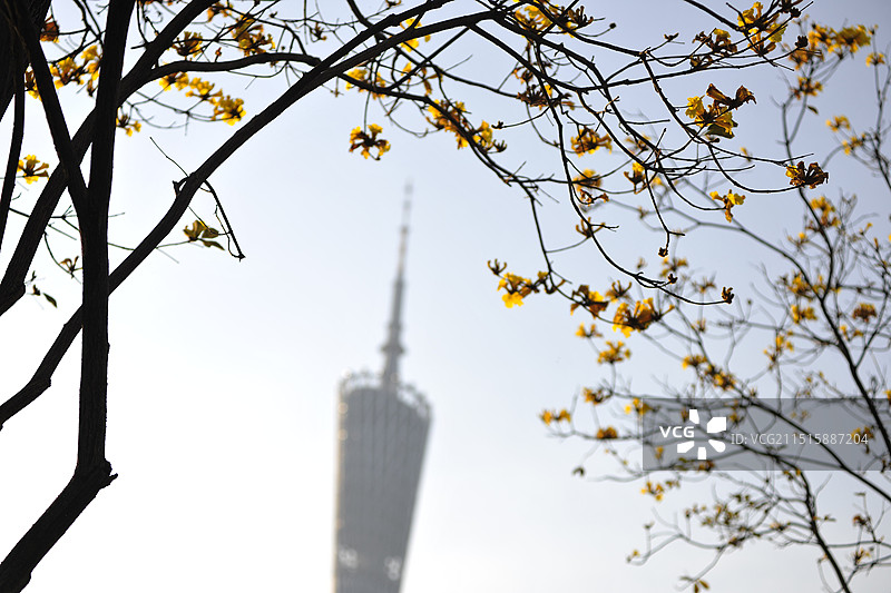 晴空下广州塔与风铃花低视角图片素材