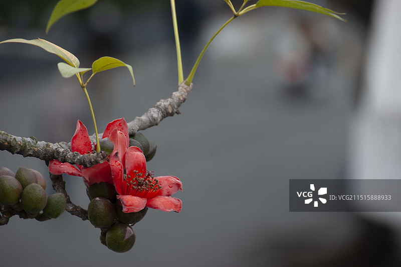 广州木棉花特写图片素材