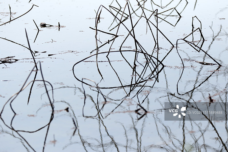 贵州省安龙县招堤残荷图片素材