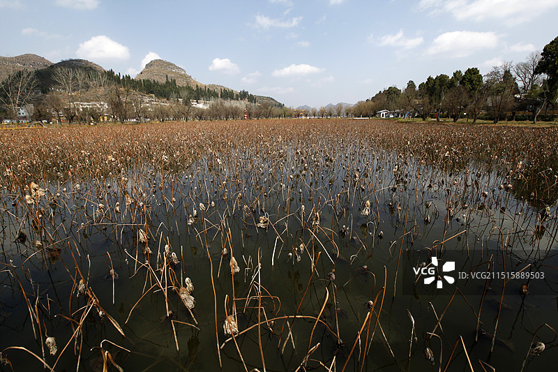 贵州省安龙县招堤残荷图片素材