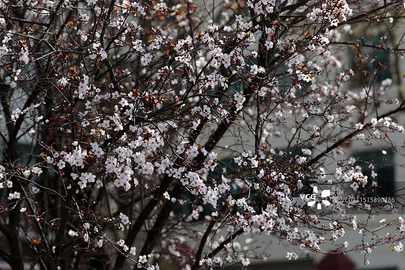 贵州省安龙县招堤梅花图片素材