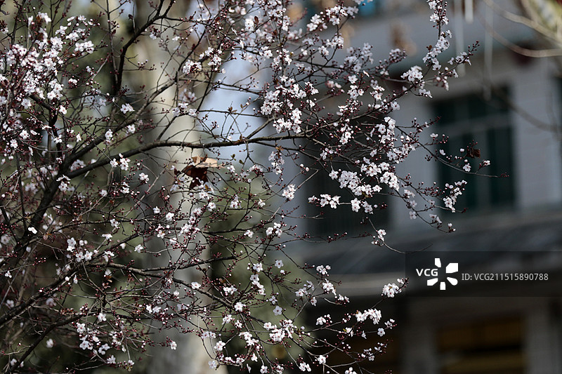 贵州省安龙县招堤梅花图片素材