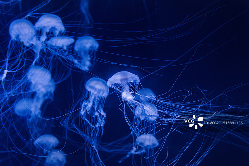 海底世界中的水母图片素材