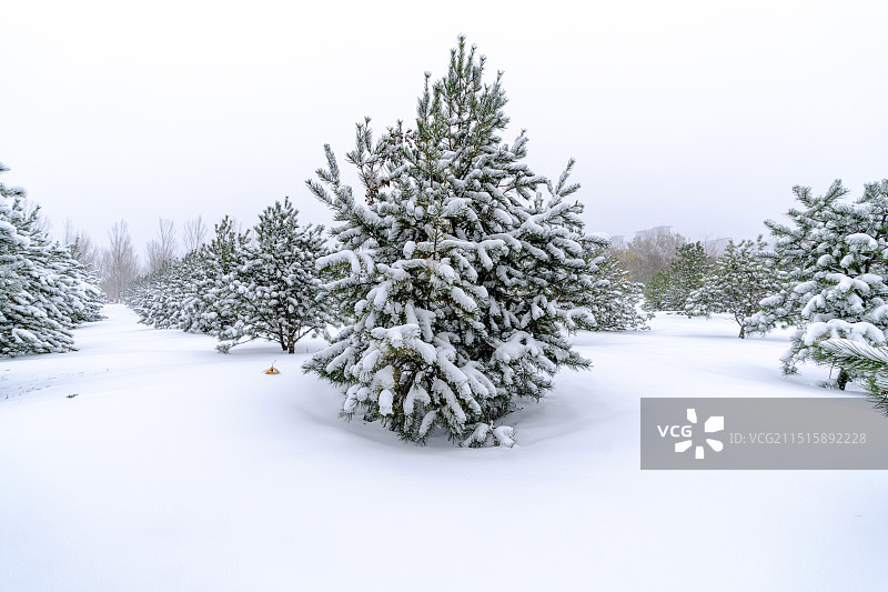 北京大雪后的树林景观图片素材