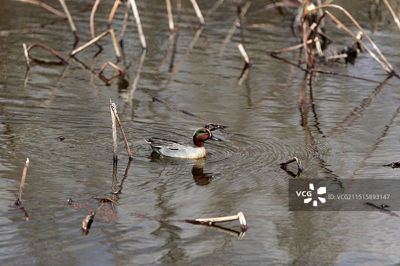 贵州省安龙县招堤荷塘水鸟图片素材