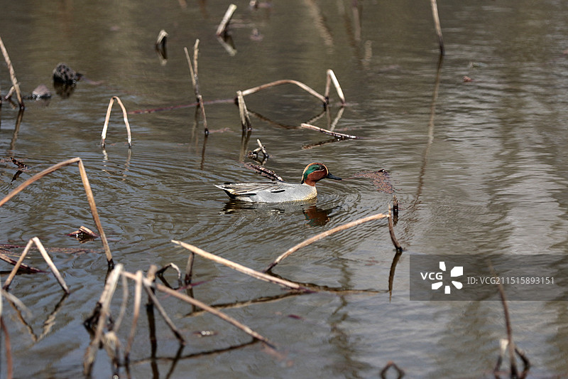 贵州省安龙县招堤荷塘水鸟图片素材
