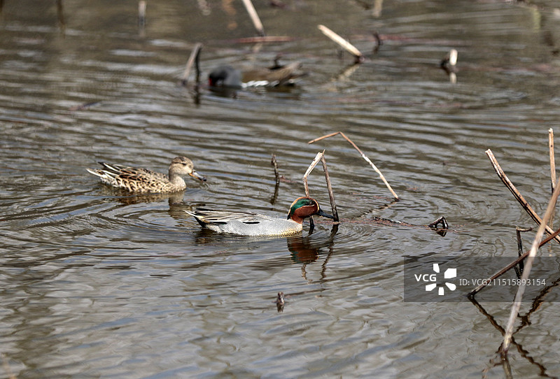贵州省安龙县招堤荷塘水鸟图片素材