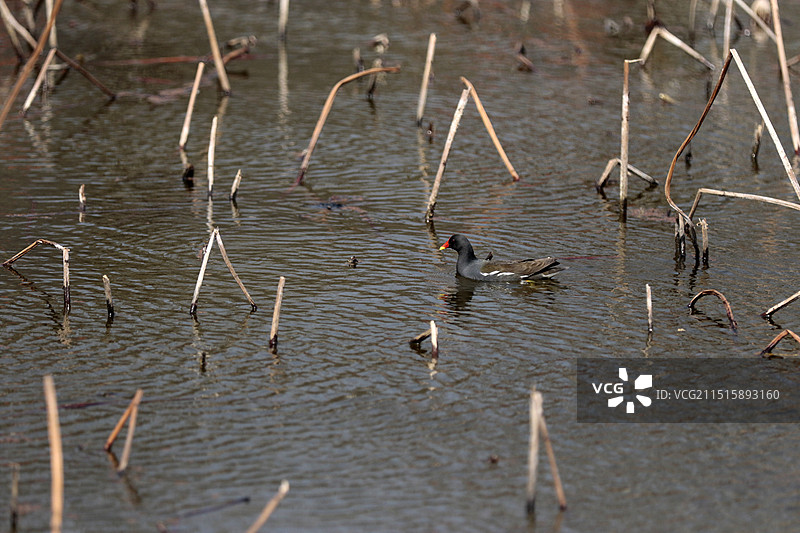 贵州省安龙县招堤荷塘水鸟图片素材