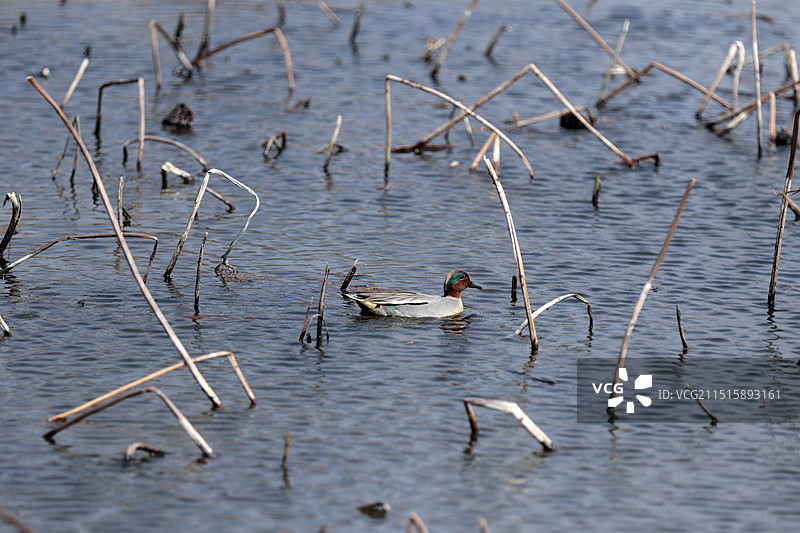 贵州省安龙县招堤荷塘水鸟图片素材