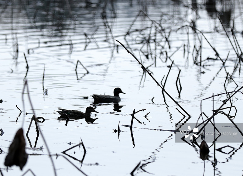 贵州省安龙县招堤荷塘水鸟图片素材