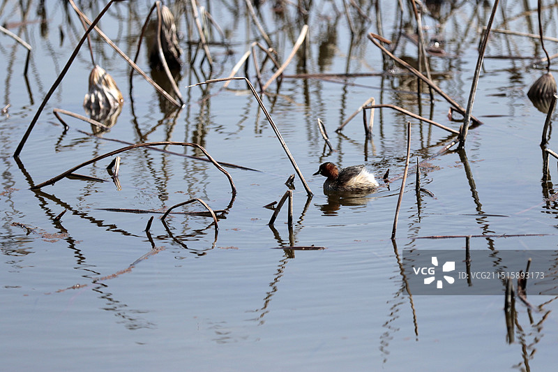 贵州省安龙县招堤荷塘水鸟图片素材