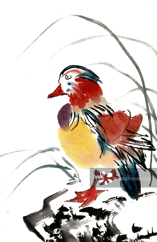 觅食的鸳鸯图片素材