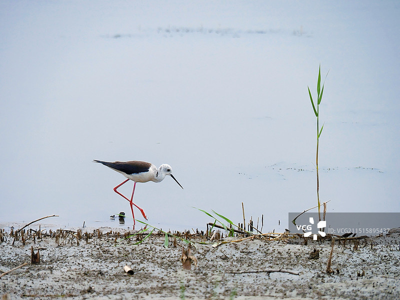 栖息在水域中的鸟图片素材