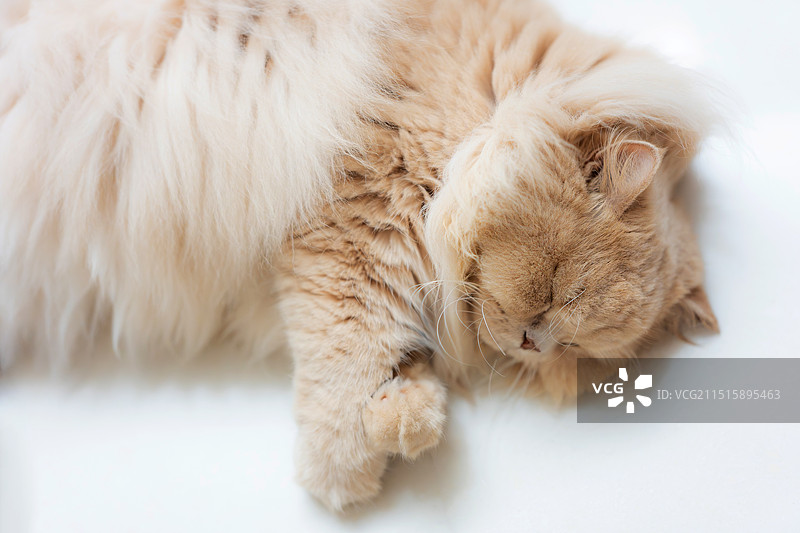 英国长毛猫蜷缩地睡在干净地板，握拳头似乎在做梦图片素材