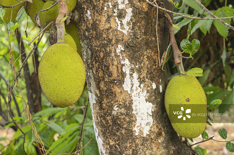 印度的菠萝蜜图片素材